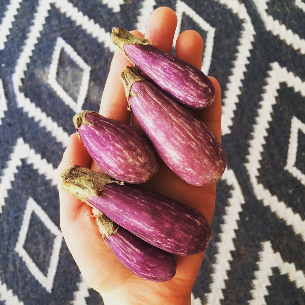 cute tiny eggplant