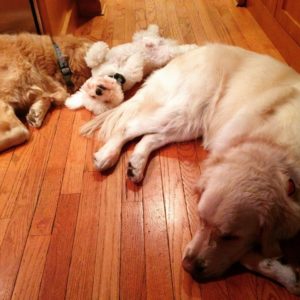 sleeping-dogs-kitchen 